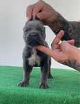 Femela cane corso