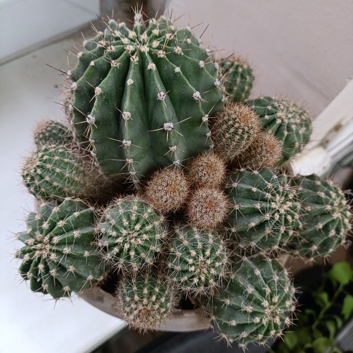Кактус много деточек