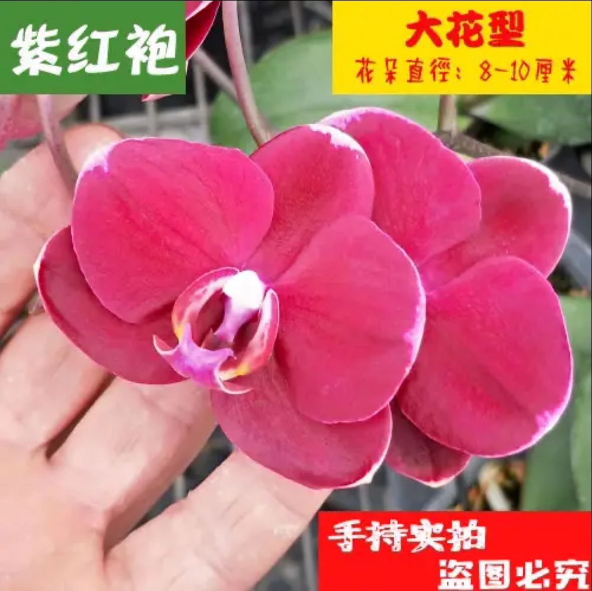 Орхидея комнатное растение
