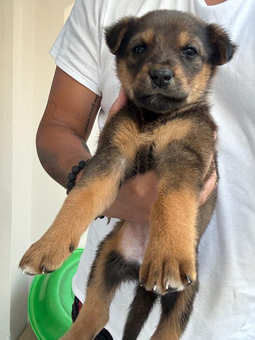 Ласковый щенок ищет свой дом