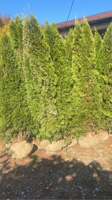 Oferta speciala Tuia smaragd 3m