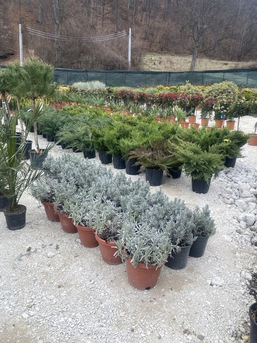 Pohtinia/ilex/enupăr/ si multe altele