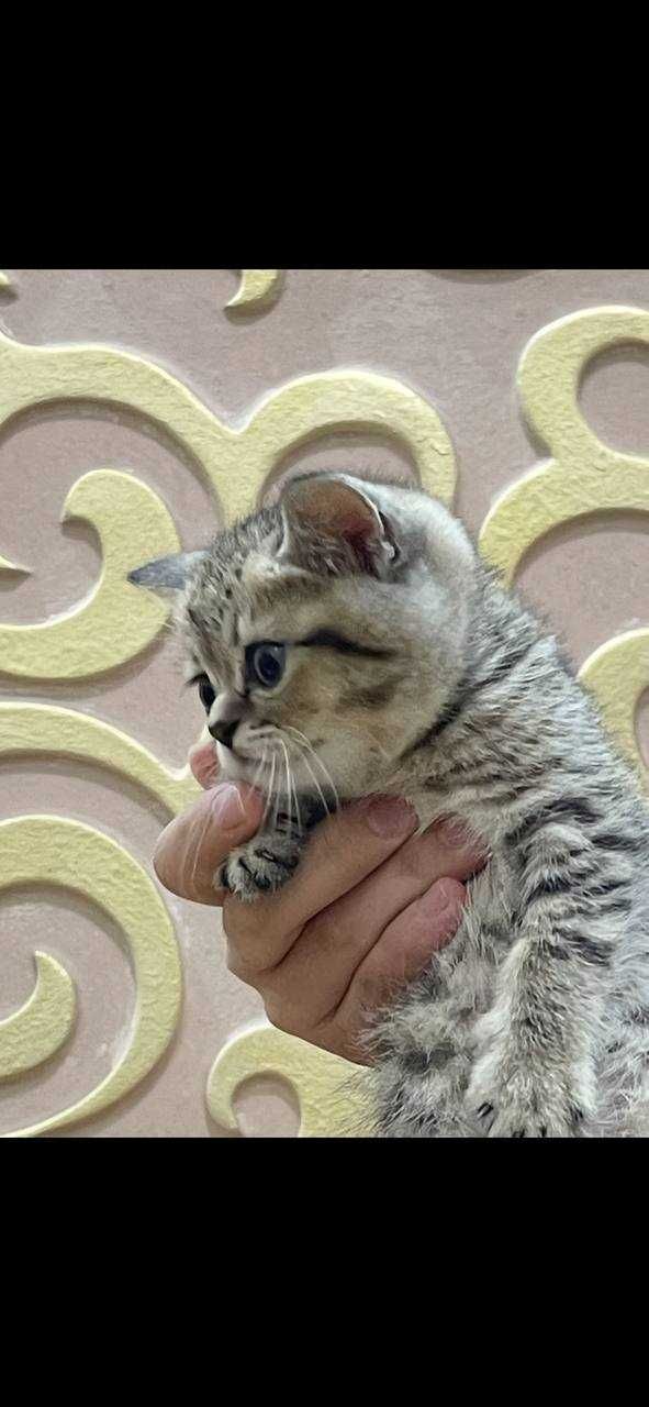 Скоттиш страйт котенок
