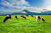 Lichidez ferma de vaci si vitei crescuti bio