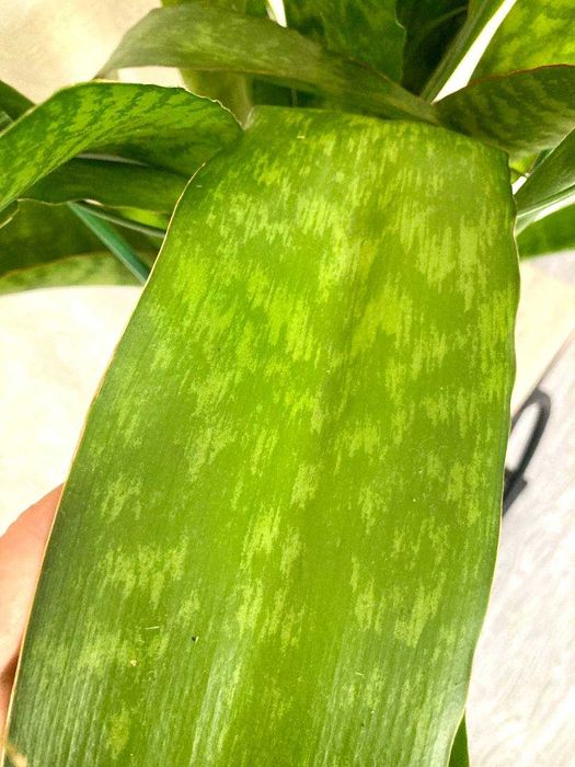 Взрослая сортовая сансевиерия Аубрутиана