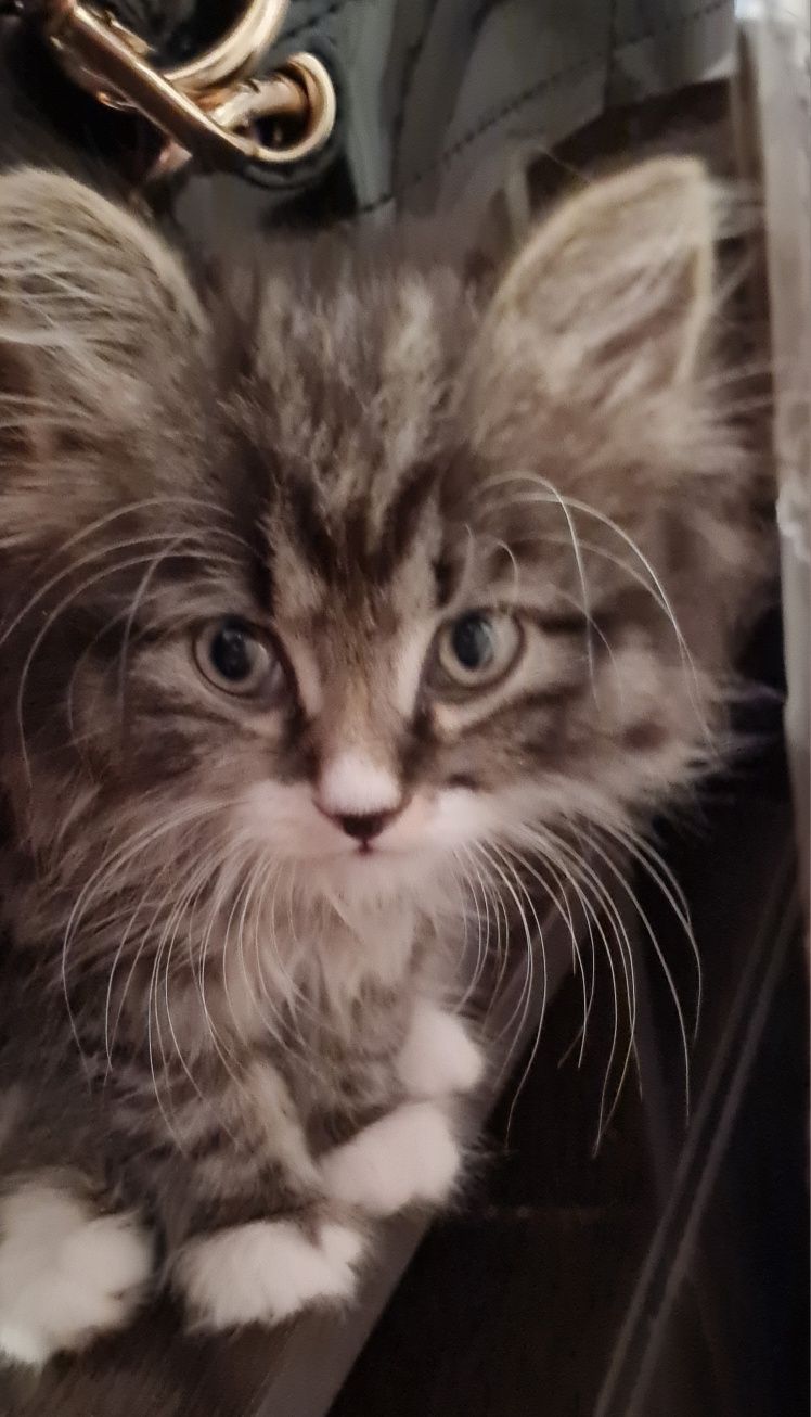 Котёнок в добрые руки