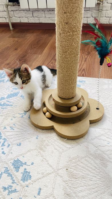 Котенок, отдам в добрые руки