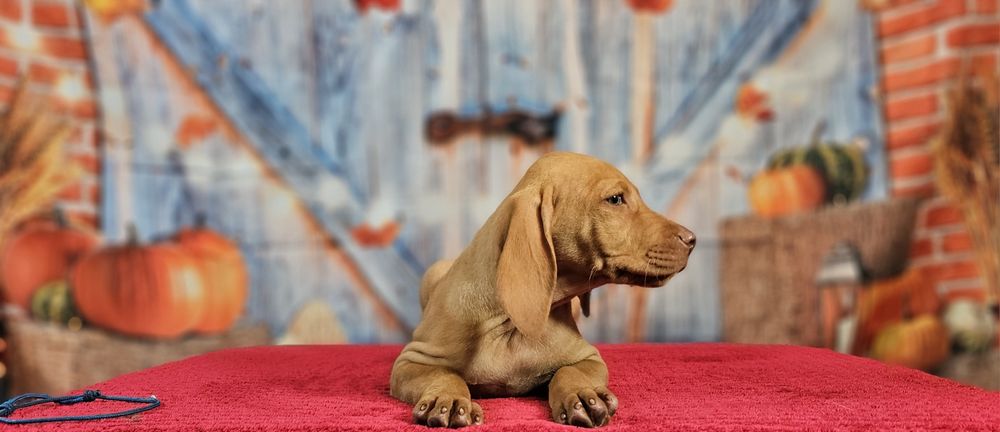 Vizsla maghiara cu pedigree