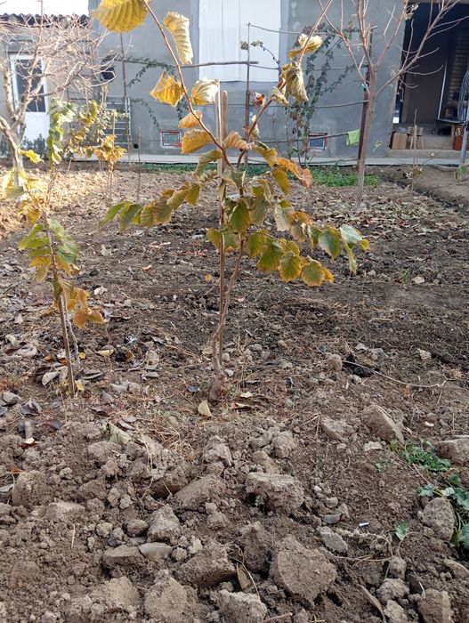 Фундук продаем есть 2 летние и 3 летние