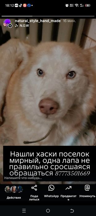 Нашли собаку поселок мирный