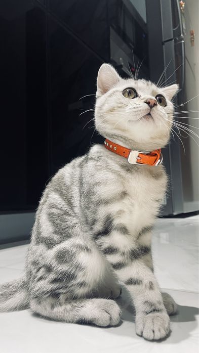Шотландская кошка