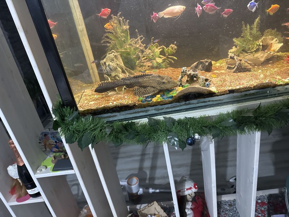 Vand Plecostomus  25 cm varsta 12 ani
