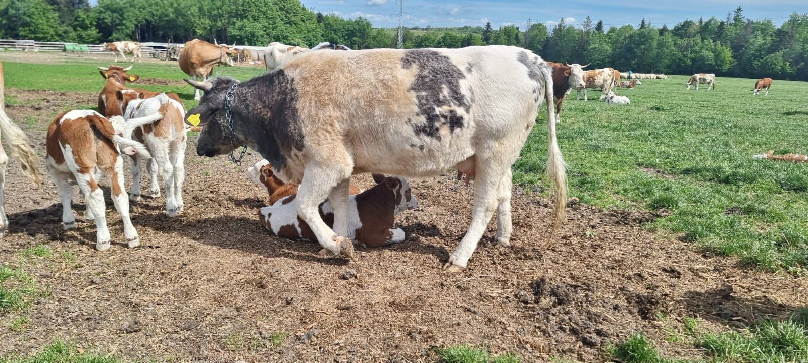 Juncă belgiană la prima fătare