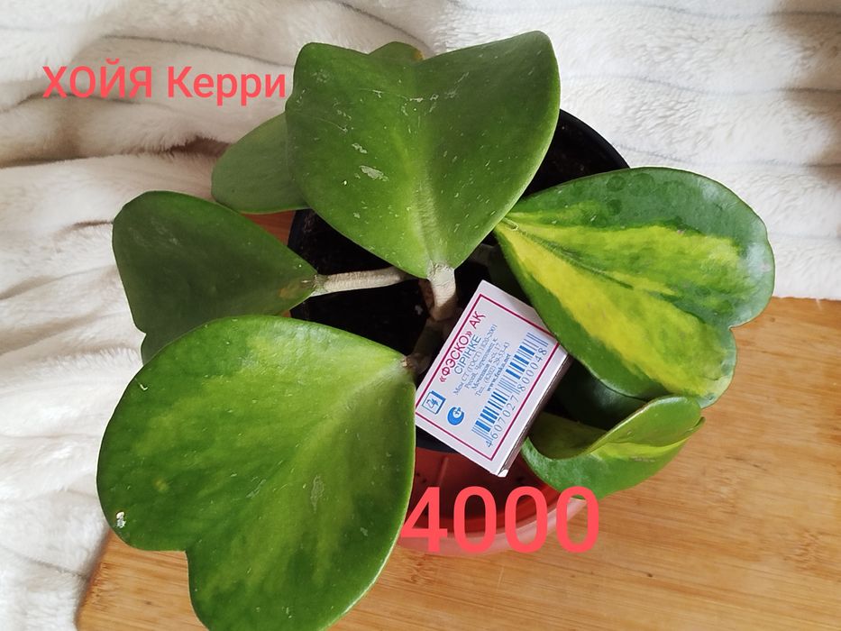 Комнатные растения