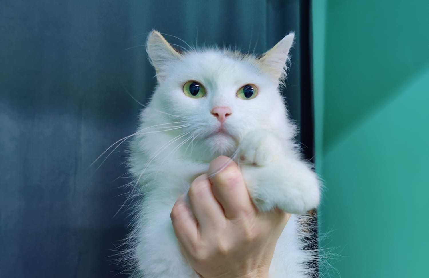 Кошка девочка в добрые руки
