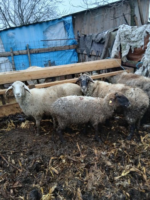 De vânzare mai multe detalii la telefon