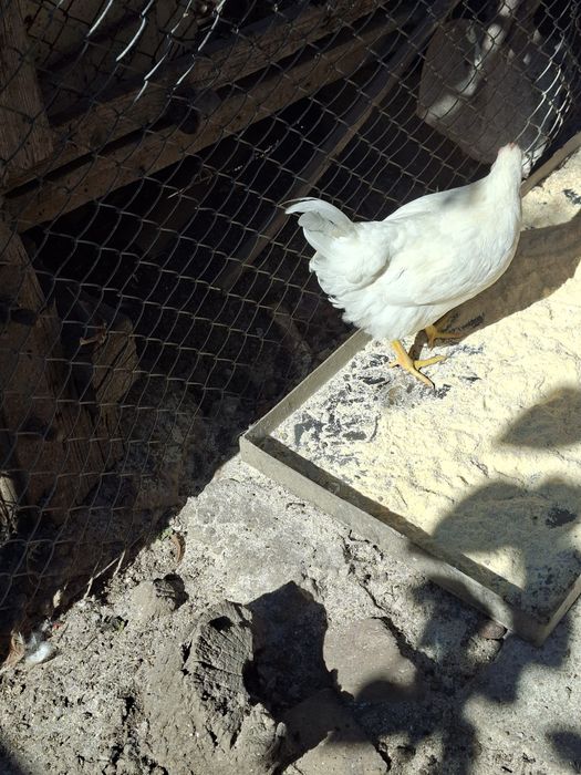 Vând 6 puicute si 4 cocoșei de casa