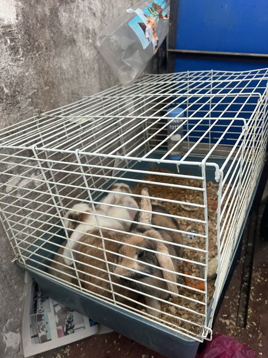 Продаётся кролики