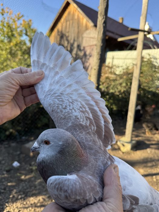 Porumbei la bucată și pereche