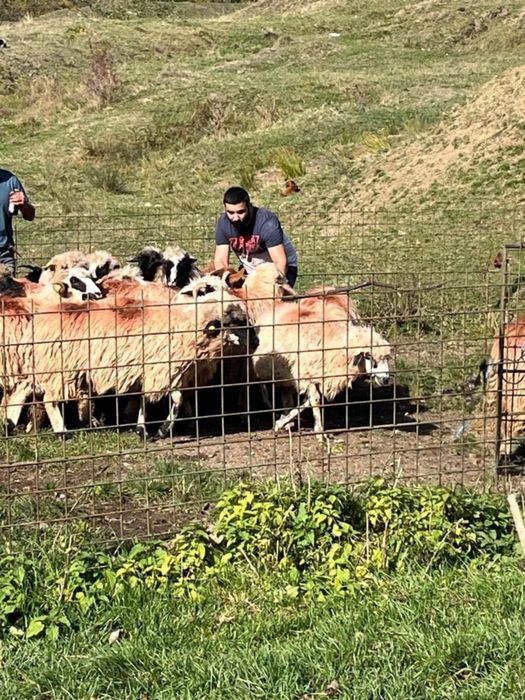 Vând miele,breze și oacheșe