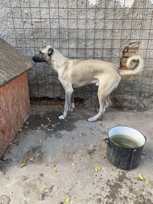 Vand kangal original