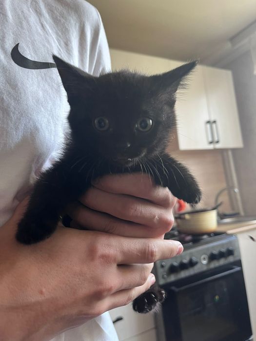 Отдам котят в хорошие руки