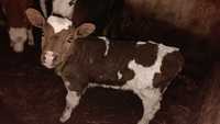 Тёлочка 11 дней от молочной коровы