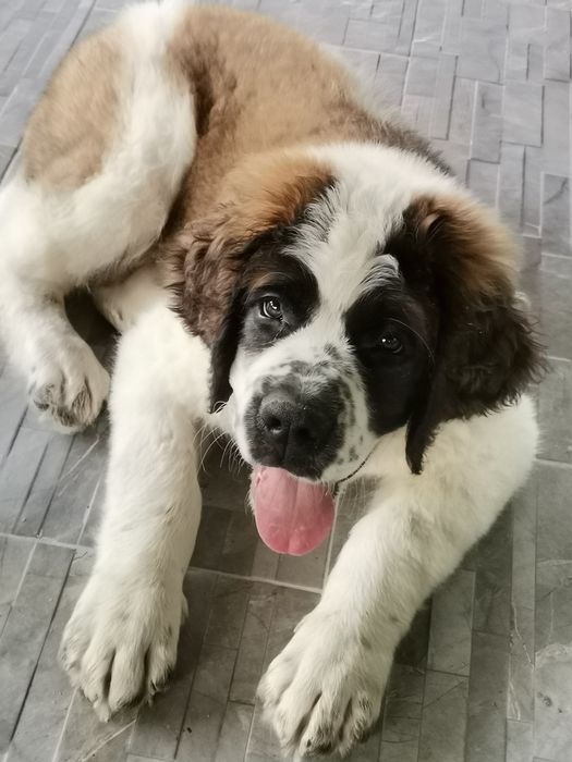 Cățel Saint bernard