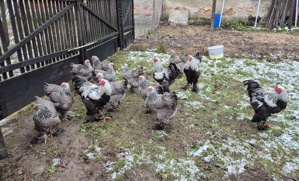 Gaini brahma mai multe varietati de culori