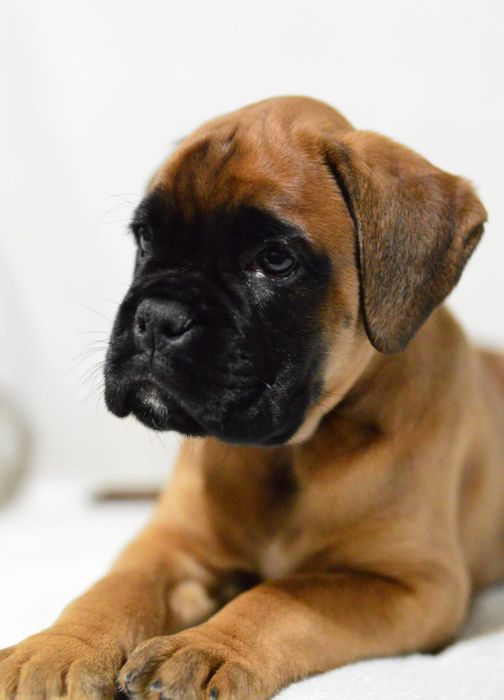 Pui Boxer cu Pedigree