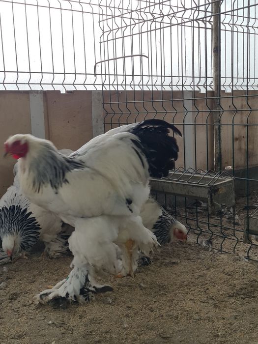 Cocos brahma herminat deschis