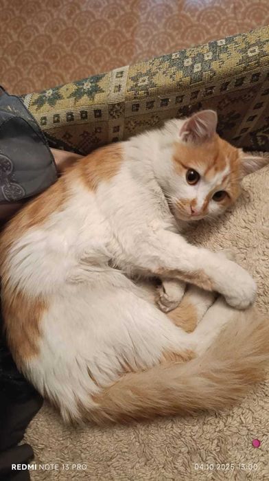Красивый молодой котик ищет дом