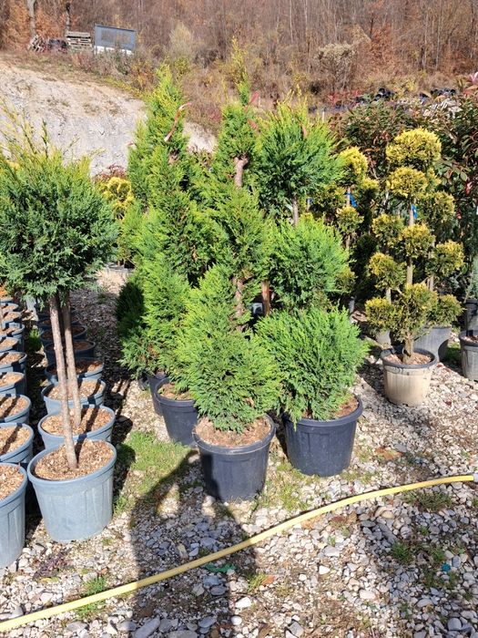 Vând plante oranametale