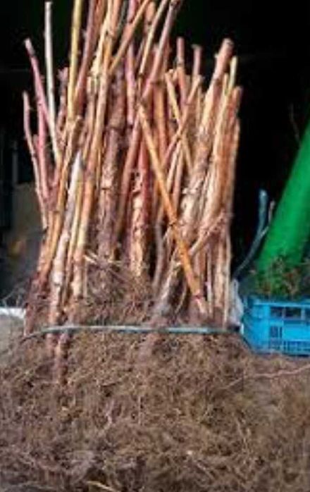 Подавам ягоди и малини.