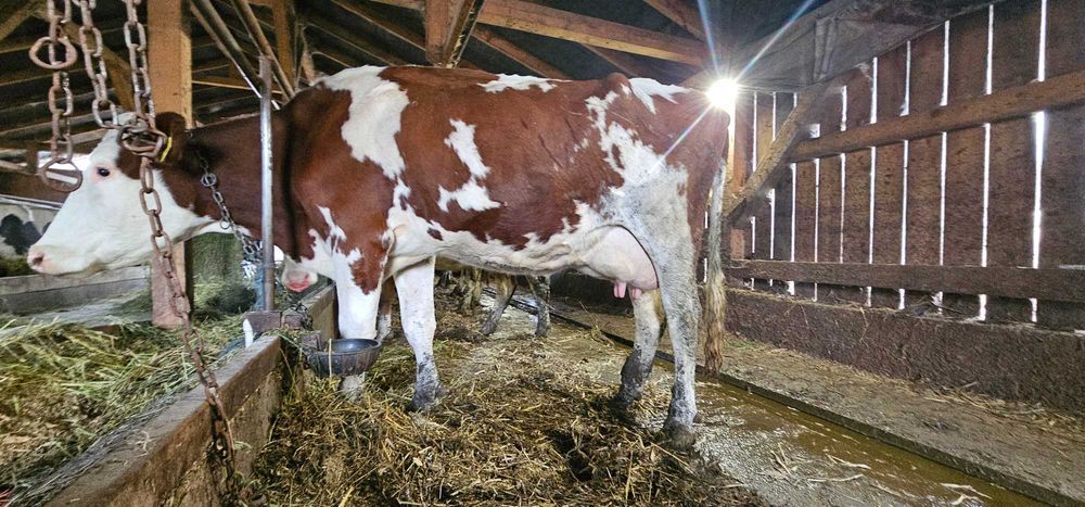 De vanzare 20 de vaci