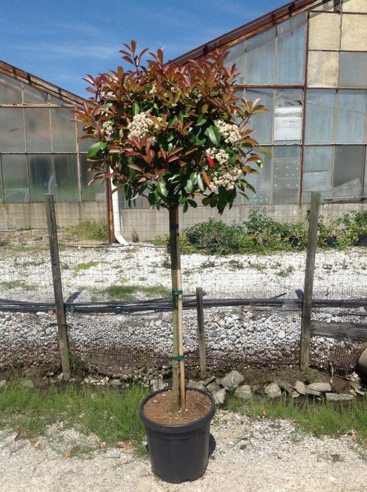 Photinia Globulara la Ghiveci