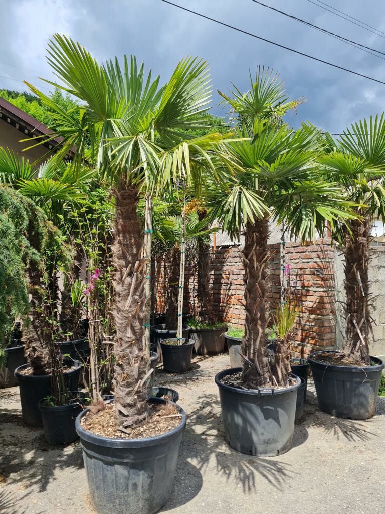 Palmieri trachycarpus fortunei rezistent la frig -18C