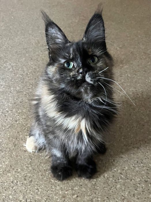 Pisica Maine Coon