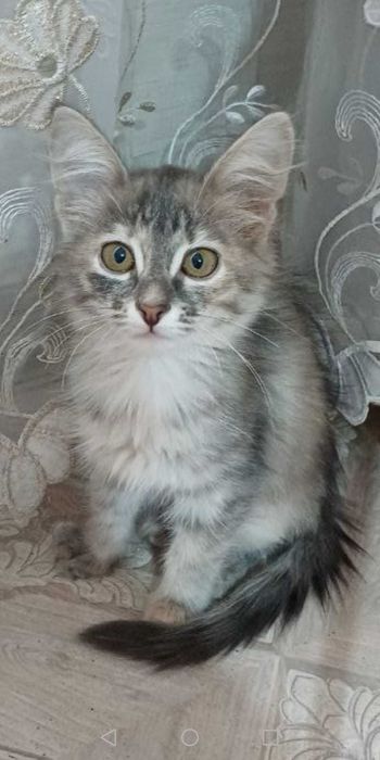 Отдам котенка в добрые руки