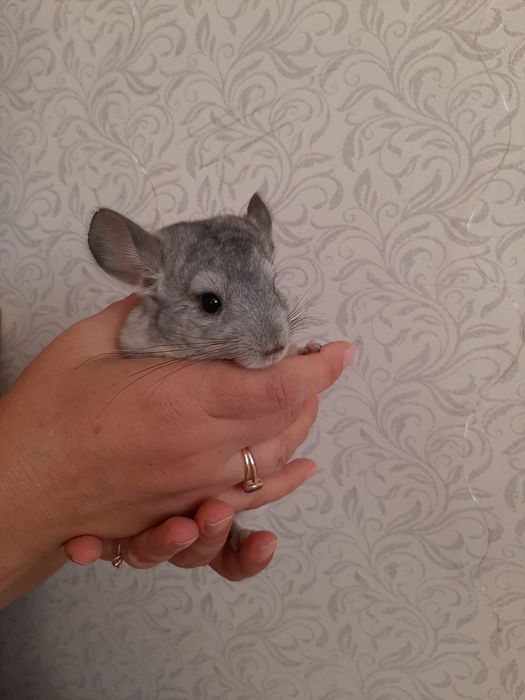 Продам породистого шиншиллёнка