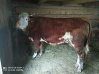 Vând vacă  bălțată românească