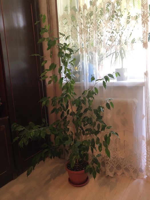 Продам комнатный цветок фикус Бенджамина