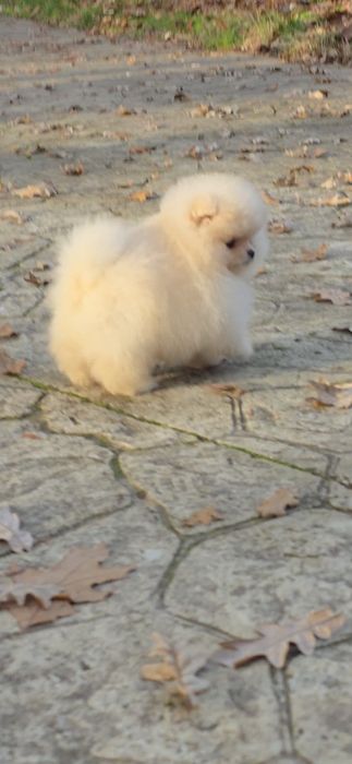 Померан,померанче мини момченца!