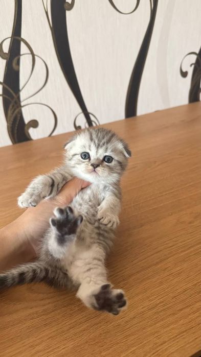 Скоттиш фолд девочка серебристая шиншила табби