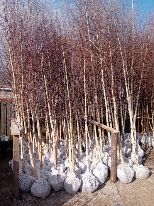 Vând mesteacăn alb ornamental