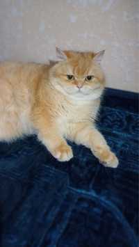 Британский кошка золотой шиншила