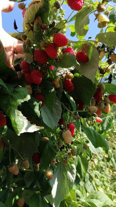 Drajoni de zmeură remontanta  de  vînzare