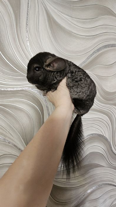 Продам пару шиншилл