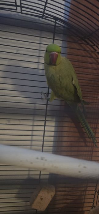 Papagal Micul Alexander