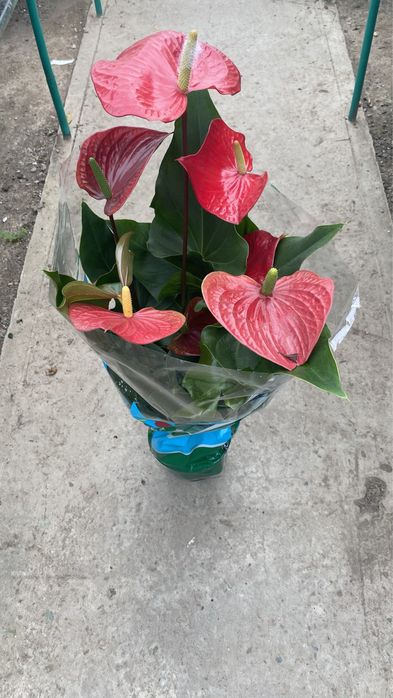 Цветок Спатифиллюм - Женское счастье